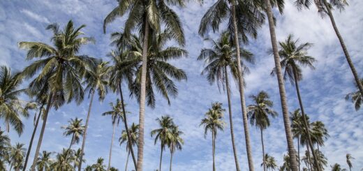 blumenkuebel-palmen
