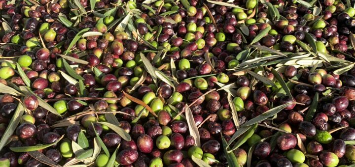 Lakudia-Olivenöl