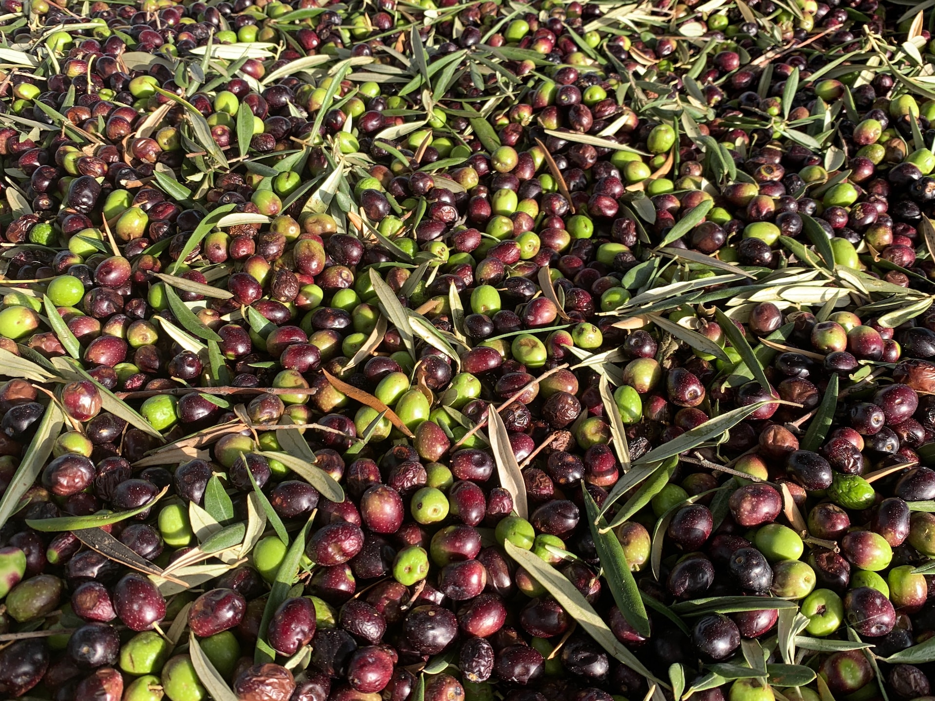 Lakudia-Olivenöl