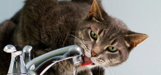Katzen trinkbrunnen