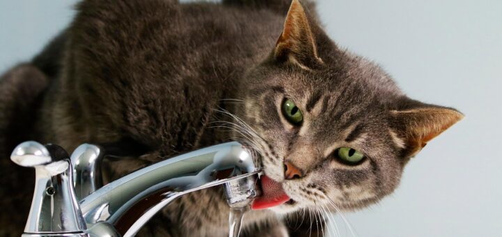 Katzen trinkbrunnen
