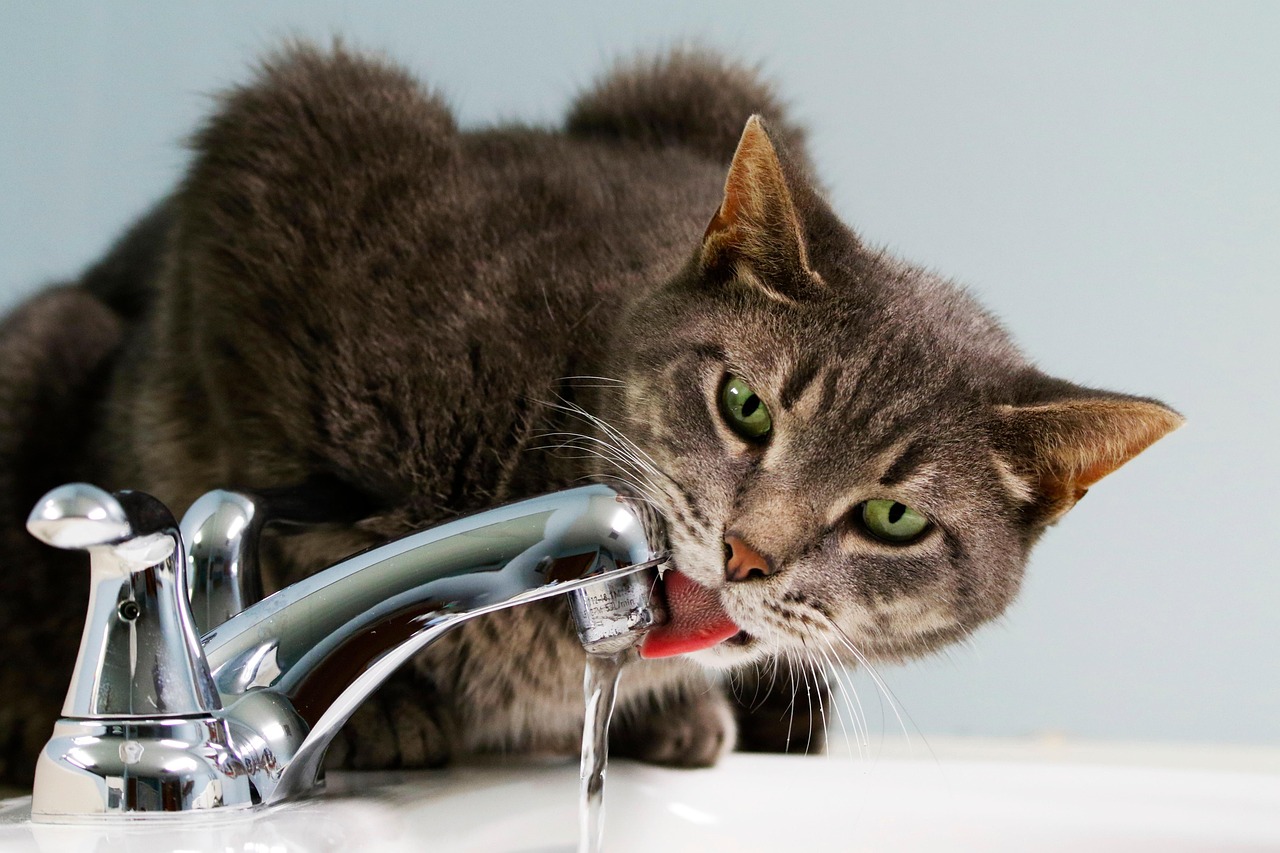 Katzen trinkbrunnen